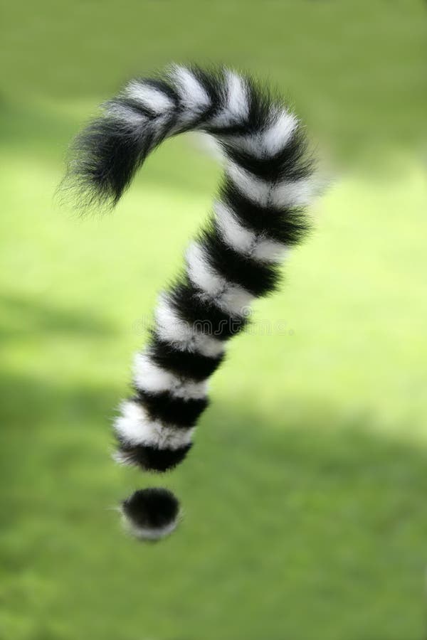 lemura Madagascar oceny pytania pierścionku ogon ogoniasty zdjęcie stock lemura Madagascar oceny pytania pierścionku ogon ogoniasty zdjęcie stock
