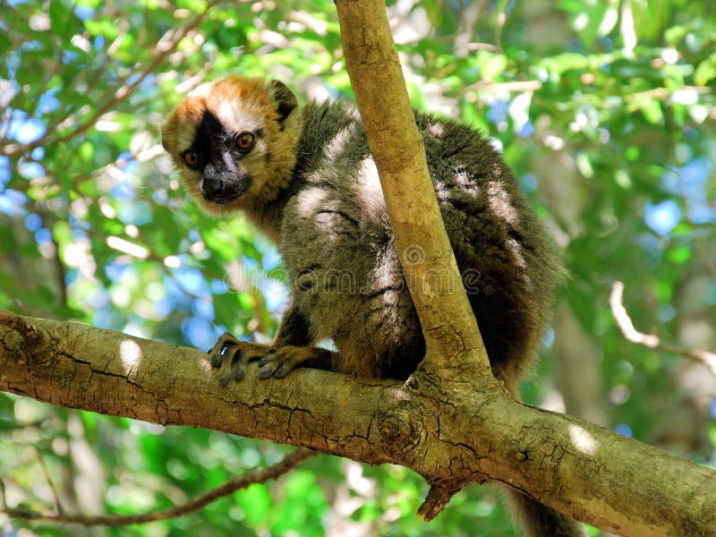 Lemure marroni fronteggiate rosse, parco nazionale di Isalo, Madagascar