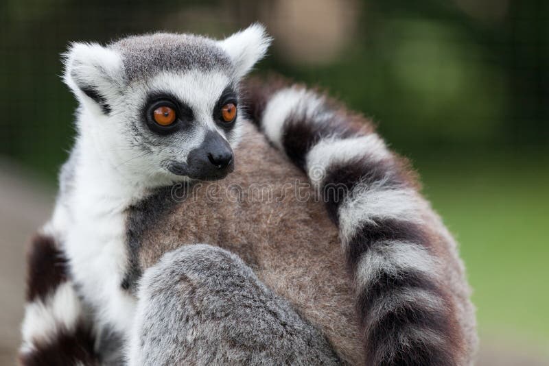 Lemurportrait Lemurportrait