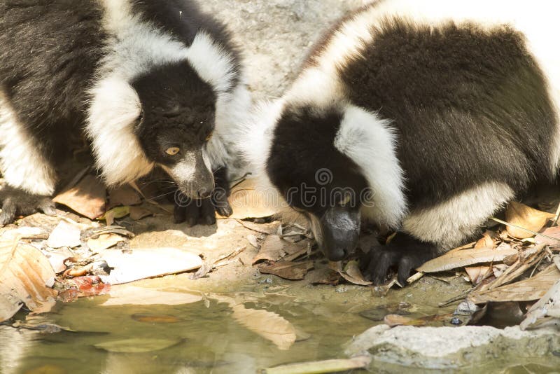 Lemur drinking water stock photo. Image of steam, drinking 89650534