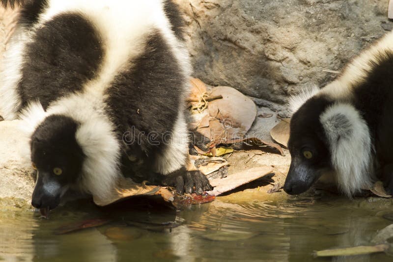 Lemur drinking water stock photo. Image of steam, drinking 89650534