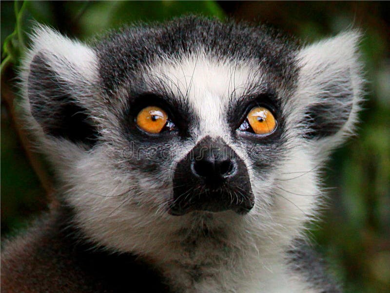 Lemurs stock image. Image of chimpanzee, rodent, squirrel - 235003761