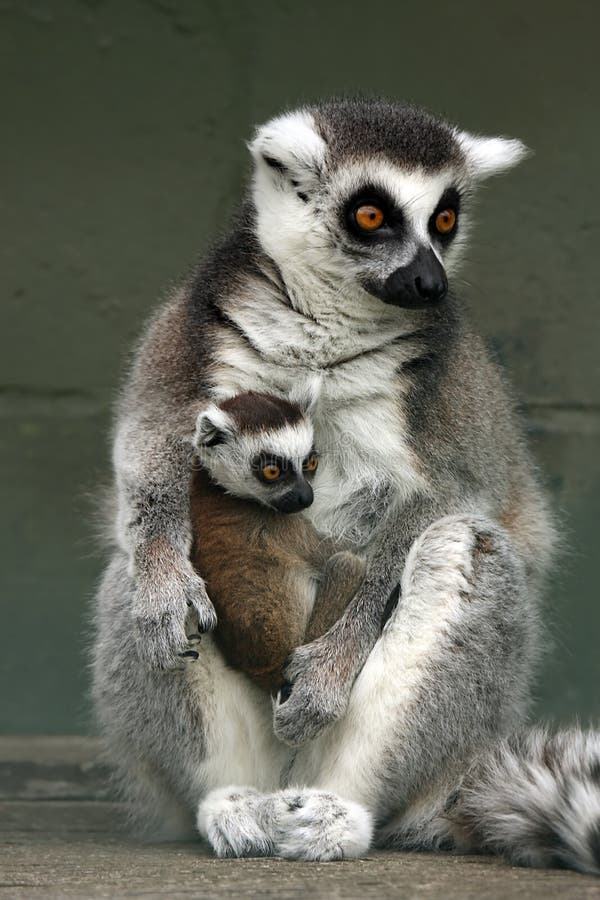 Lemurs Ringtailed fotografia stock libera da diritti Lemurs Ringtailed fotografia stock libera da diritti