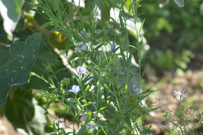 Roślina lnu z kwiatami zdjęcia stock