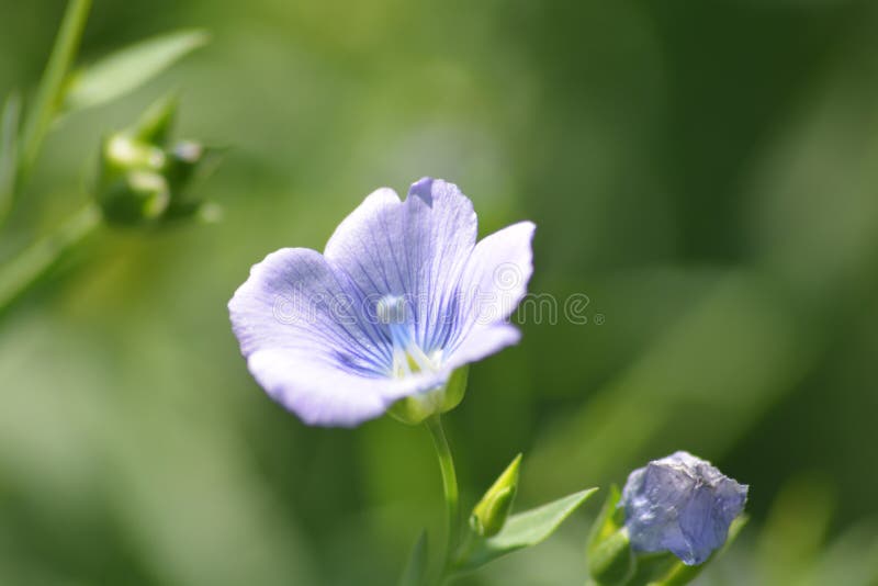 Roślina lnu z kwiatami obrazy royalty free