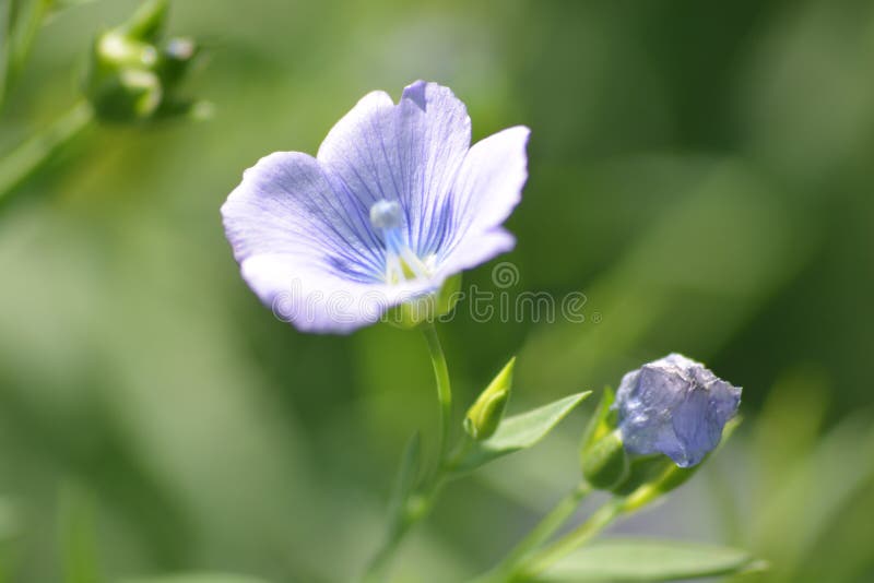 Len roślina Z Ich kwiatem obraz royalty free