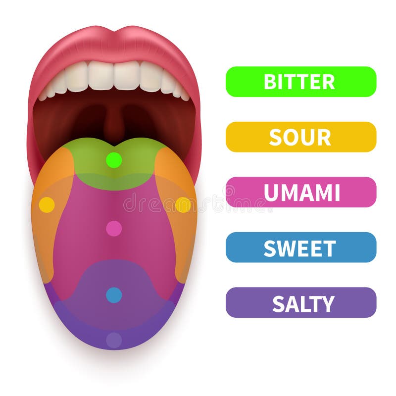 Lengua realista con áreas básicas del gusto Probar el mapa en el ejemplo humano del vector de la boca stock de ilustración Lengua realista con áreas básicas del gusto Probar el mapa en el ejemplo humano del vector de la boca stock de ilustración