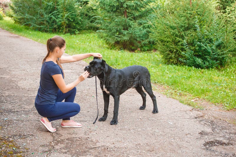 Lenker Mit Einem Hund Cane Corso Italian Mastiff Stockfoto Bild von