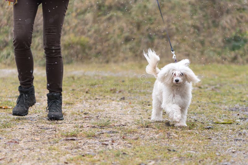 Lenker und Chinese Crested-Hund geht in Matschwetter stockbilder Lenker und Chinese Crested-Hund geht in Matschwetter stockbilder