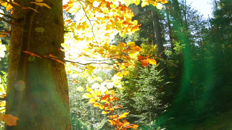 Lens Flare in Autumn Forest