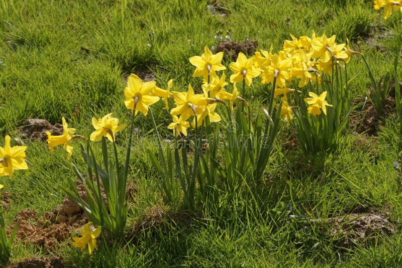 Lent lilies stock photo. Image of daff, lily, odor, grape - 115440992