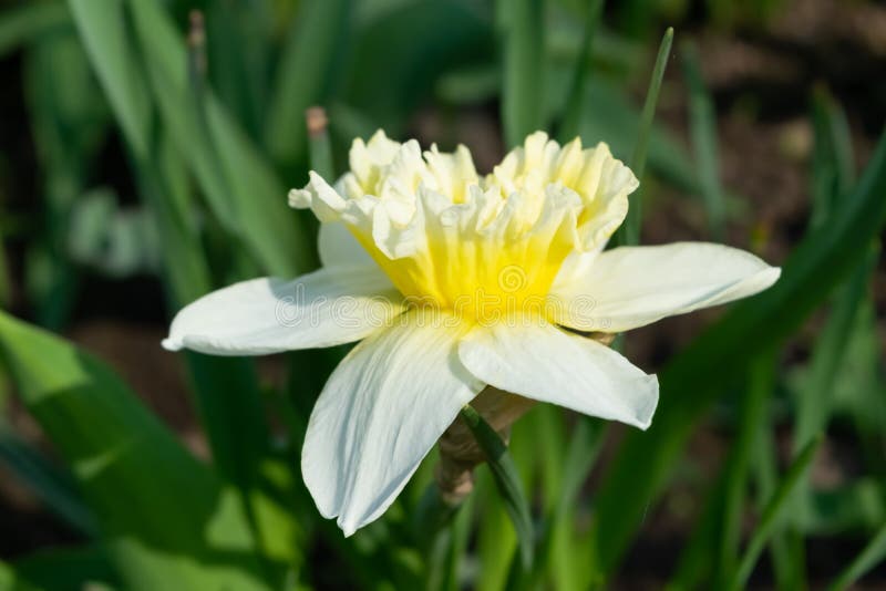 Yellow Lent Lily Flowers in the Garden. Stock Photo - Image of blooming ...