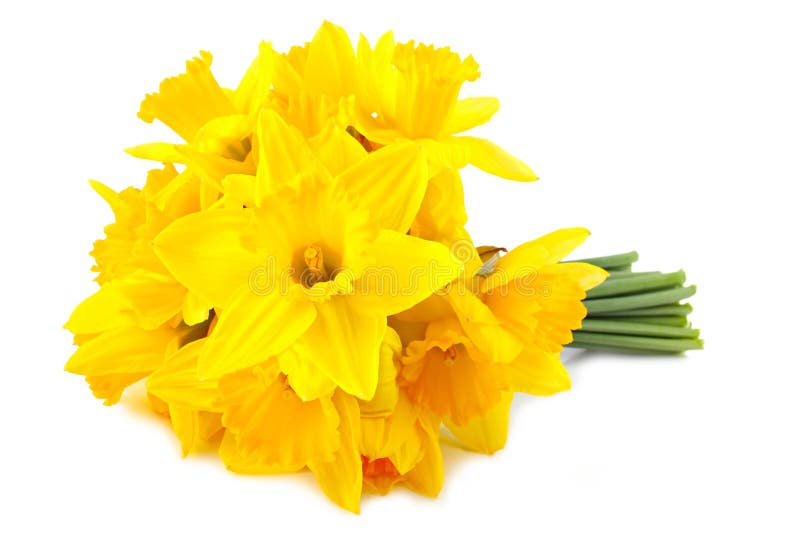 Lent lily (daffodil) 1 stock image. Image of nature, bright 18850099