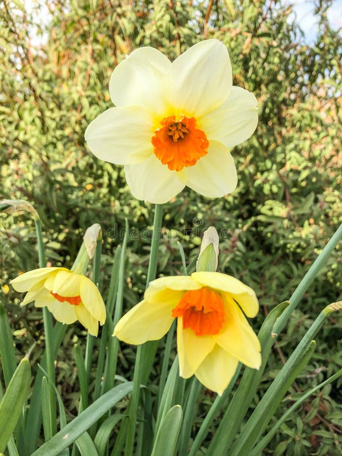Lent lily stock image. Image of floral, daffodil, horticulture - 216762317
