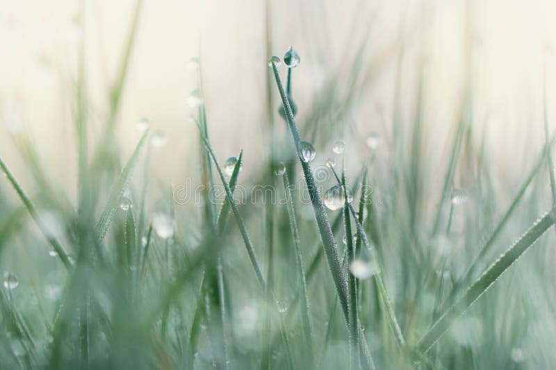 Lente-ochtenddauw op nieuwe grasbladen  stock afbeelding