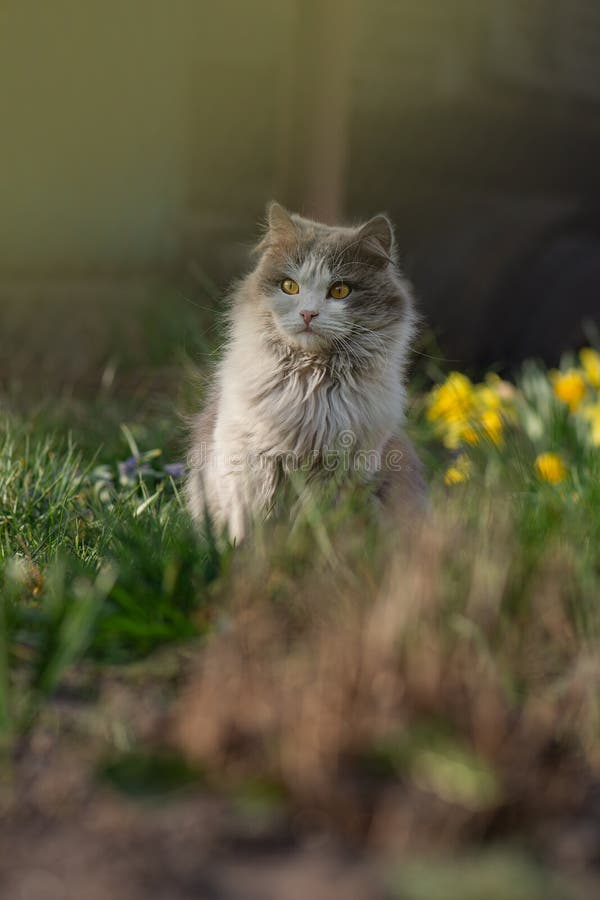 Lente- of zomerfoto. jonge kat geniet lente in de tuin buitenshuis. roemrijke jonge kat die tegen zonlicht poetst royalty-vrije stock foto's Lente- of zomerfoto. jonge kat geniet lente in de tuin buitenshuis. roemrijke jonge kat die tegen zonlicht poetst royalty-vrije stock foto's