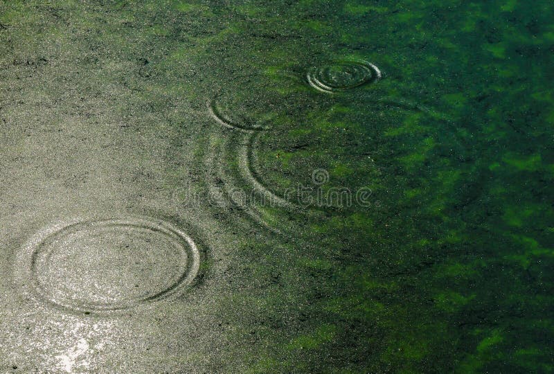 Lenteja de agua en superficie verde hermosa del agua imagenes de archivo Lenteja de agua en superficie verde hermosa del agua imagenes de archivo
