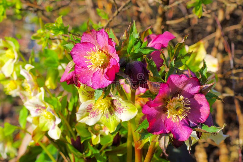 Lenten Rose is Blooming in Spring Stock Image Image of spring, nature 155342805