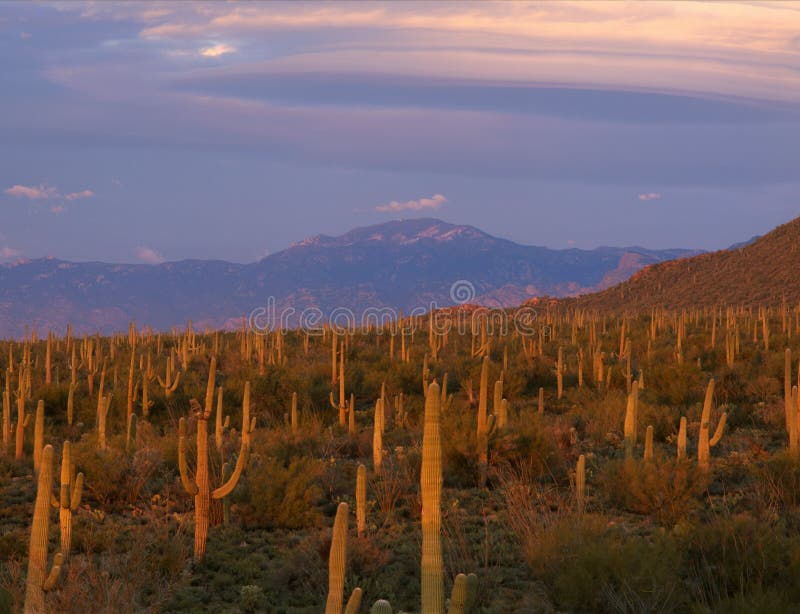 Lenticular clouds drifting in over the Cactus Wren Trail, Saguaro National Park, Arizona