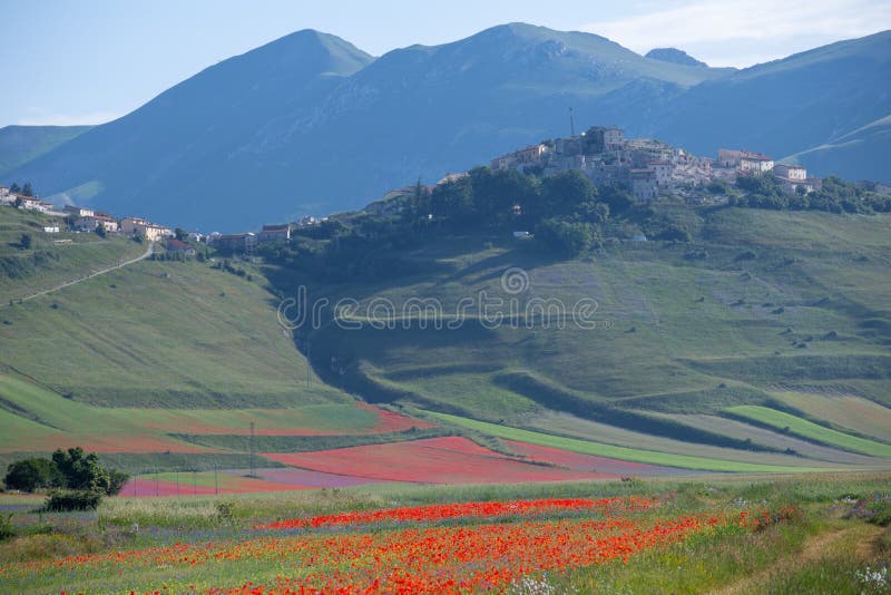 Lentil fiorityre poppies and cornflowers national park sibillini mountains castelluccio italy