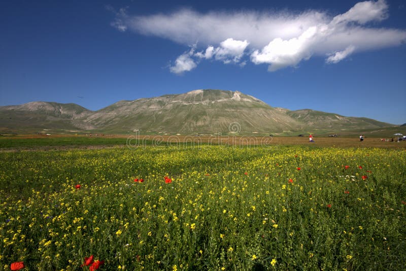 Lentil s bloom in umbria