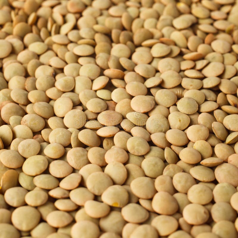 Download Lentils stock photo. Image of dried, brown, food, agriculture - 29246328