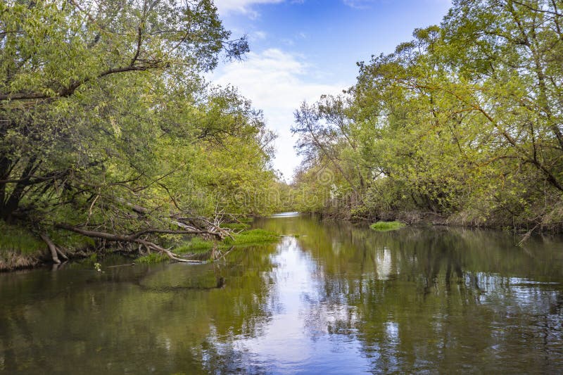 Lentrivier in het wild royalty-vrije stock foto