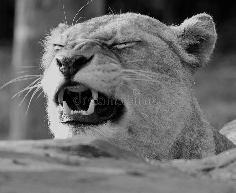 Leo van leeuwinpanthera stock afbeelding Leo van leeuwinpanthera stock afbeelding