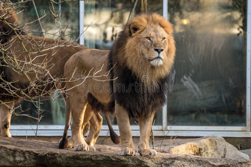 Leo van leeuwpanthera is één van de vier grote katten in de soort Panthera royalty-vrije stock fotografie Leo van leeuwpanthera is één van de vier grote katten in de soort Panthera royalty-vrije stock fotografie