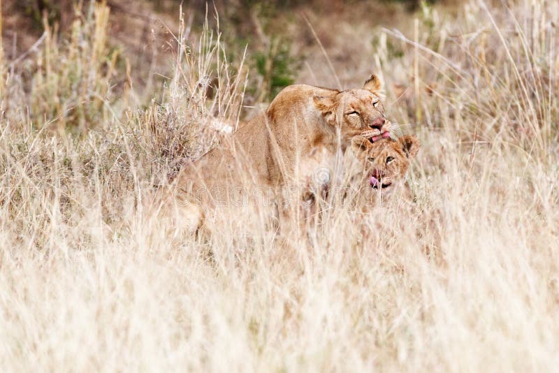 Leoa e limpeza de Cub após o jantar imagens de stock Leoa e limpeza de Cub após o jantar imagens de stock