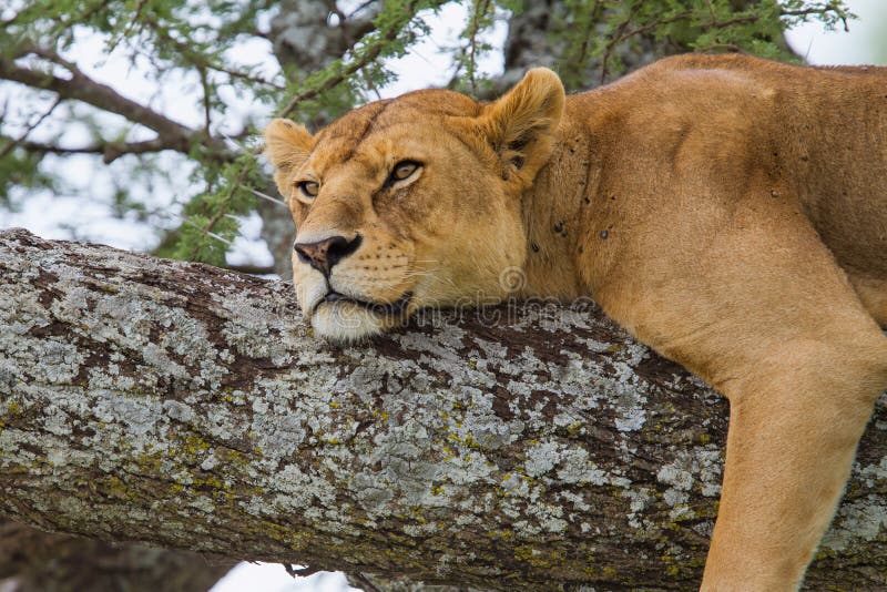 Leoa em uma árvore em Serengeti fotografia de stock Leoa em uma árvore em Serengeti fotografia de stock