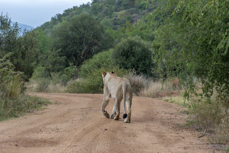 Leoa que anda em uma estrada de terra fotografia de stock Leoa que anda em uma estrada de terra fotografia de stock