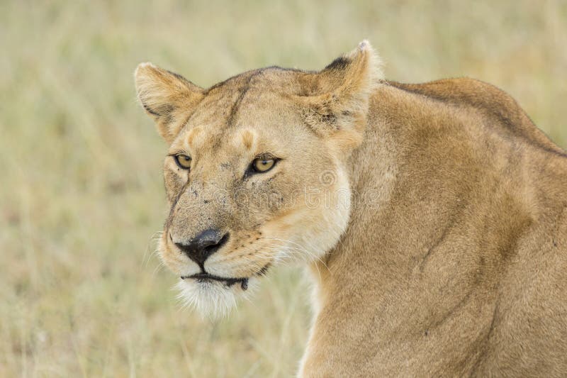 Leona africana (Panthera leo) en Tanzania