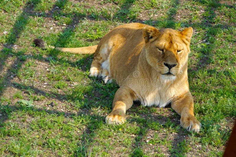 Leona disgustada esperando un león