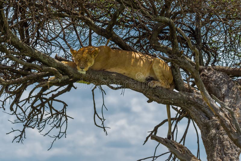 Leona dormida en árbol imágenes de archivo libres de regalías Leona dormida en árbol imágenes de archivo libres de regalías