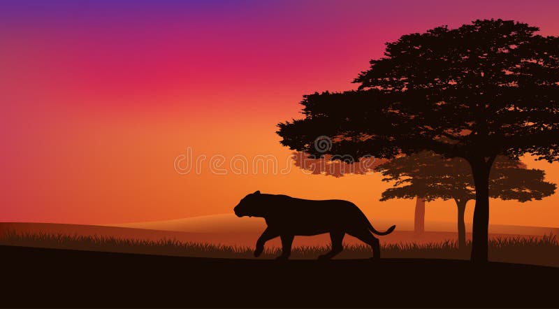 Leona salvaje caminando en el parque nacional en la escena de la silueta vector al atardecer libre illustration