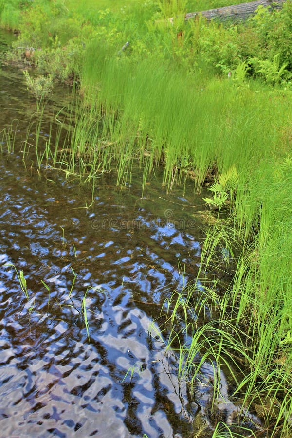 Leonard Pond shore grass located in Childwold, New York, United States