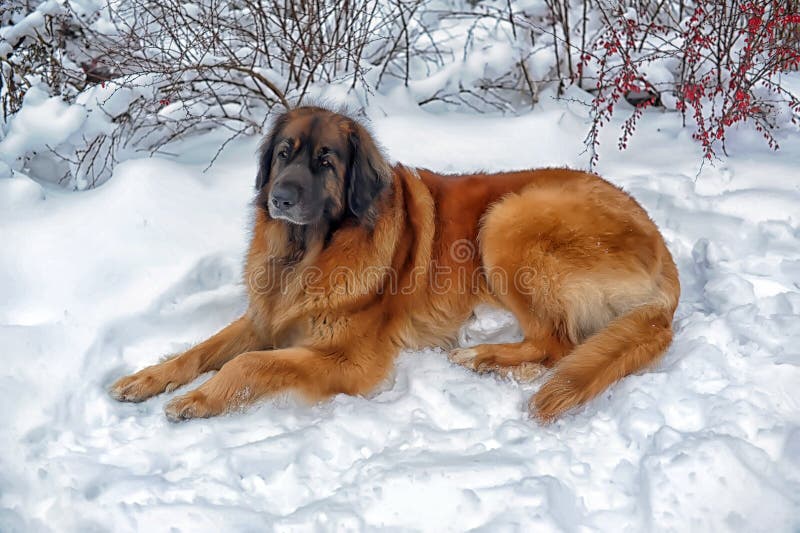 Leonberger dans le paysage d'hiver photos libres de droits