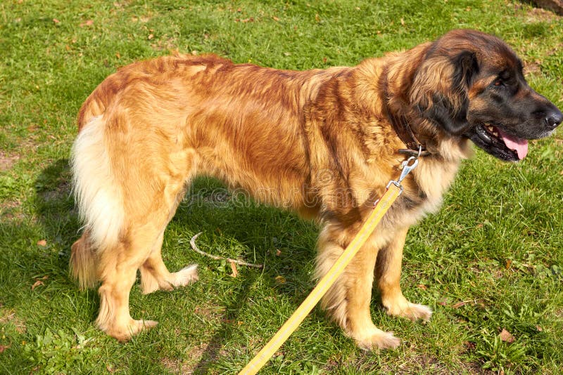 Leonberger Hondras Leonberger De hondgangen in aard Een groot dier loopt door het hout De rassen Leonberger van de huisdierenhond royalty-vrije stock foto's Leonberger Hondras Leonberger De hondgangen in aard Een groot dier loopt door het hout De rassen Leonberger van de huisdierenhond royalty-vrije stock foto's
