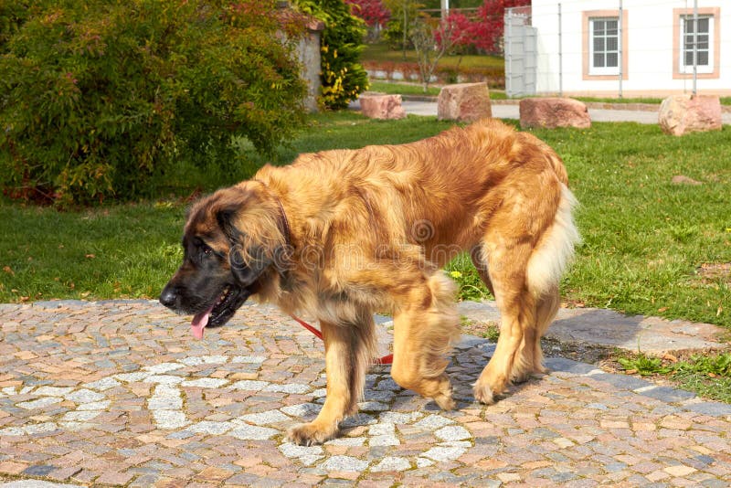 Leonberger Ra?a Leonberger do c?o O c?o anda na natureza Um grande animal anda atrav?s das madeiras O c?o de estima??o produz Leo fotografia de stock Leonberger Ra?a Leonberger do c?o O c?o anda na natureza Um grande animal anda atrav?s das madeiras O c?o de estima??o produz Leo fotografia de stock