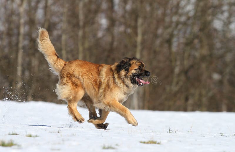 Leonberger running