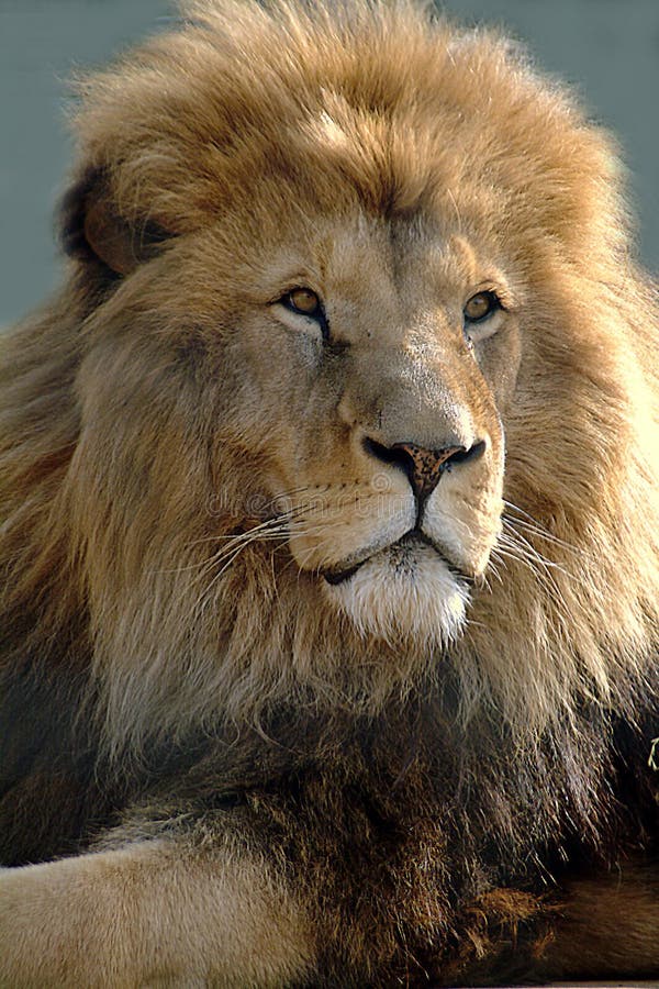 Leone africano Leone africano