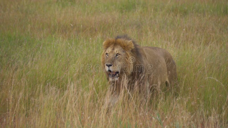 Leone africano che cammina nel prato di savannah in cerca di prede in ambiente naturale