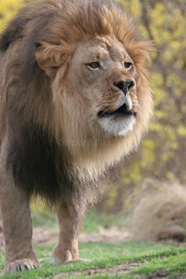 Leone africano che ruggisce nello zoo. Leone africano in ruggine nello zoo di bronx.