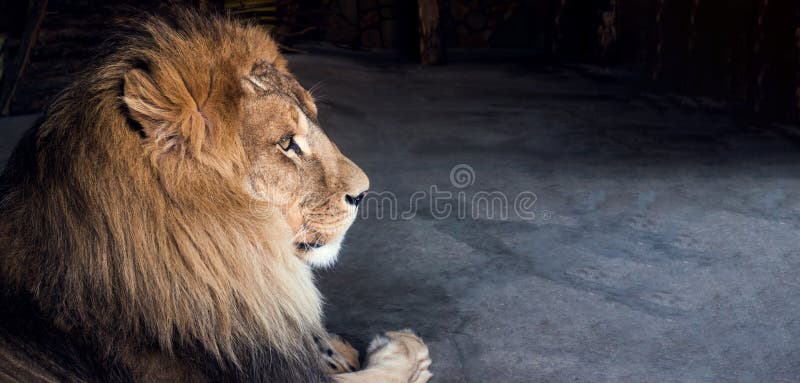 Leone africano sdraiato sul pavimento immagine stock libera da diritti