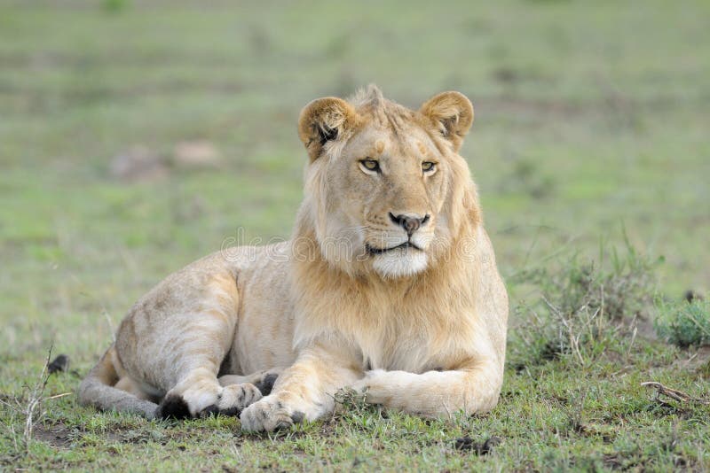 Leone sdraiato nell'erba fotografie stock libere da diritti