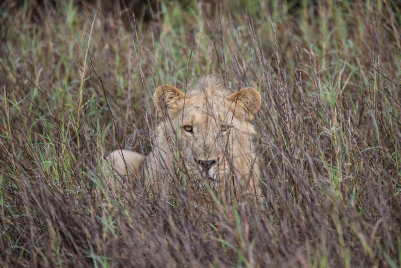 Leone sdraiato nell'erba fotografia stock