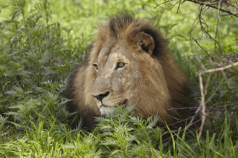Leone che si trova nell'ombra dell'albero immagini stock
