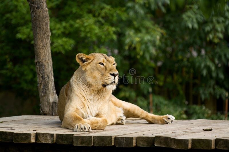 Leone che si trova su un atterraggio di legno fotografie stock libere da diritti