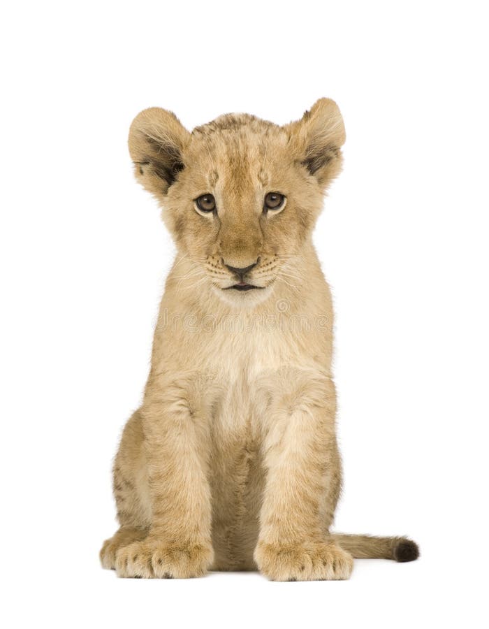 Leone Cub (4 mesi) immagini stock libere da diritti Leone Cub (4 mesi) immagini stock libere da diritti